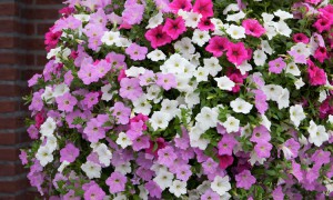 Bloembak Cortenstaal met bloemmengsel Spring