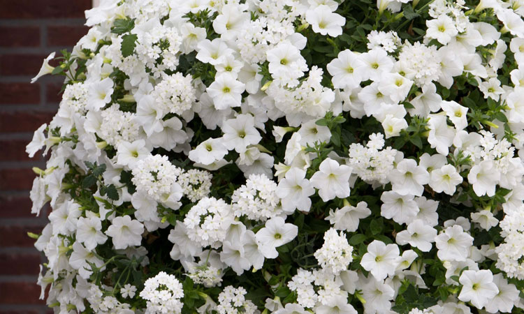 Geleidbaarheid verkouden worden Explosieven Plantenbak met bloemen | Zoek je een plantenbak met bloemen?