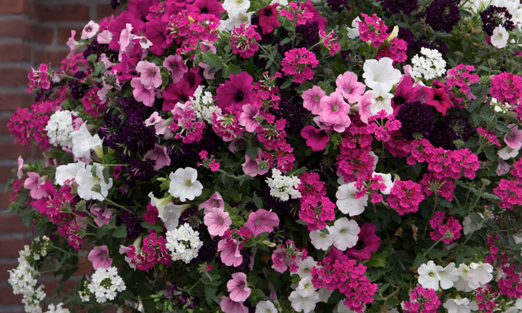 Onderhoud royalty voorzien Plantenbak Cortenstaal | Zoek je een plantenbak met bloemen?
