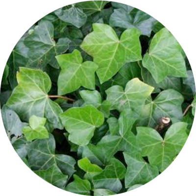 hedera